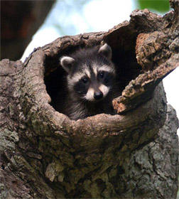 raccoon baby