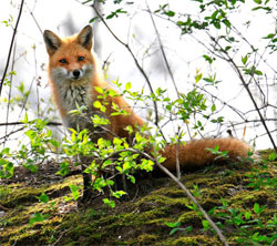 Red Fox