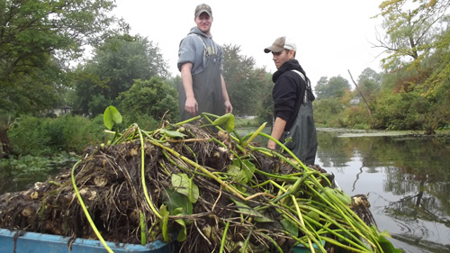 Vegetation on boat