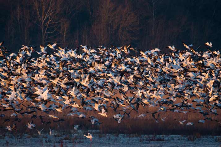 Snow Geese