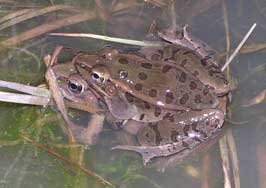 Southern Leopard Frog