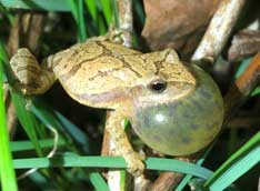 Spring Peeper Spring Peeper