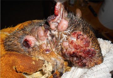  Lesions spread on the side of the face of an Eastern fox squirrel. 