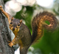 Dnr Fish Wildlife Fox Squirrel