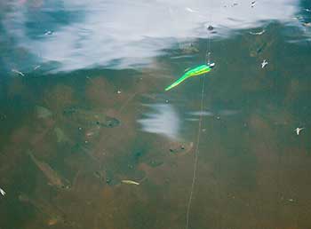Fish pursuing a lure in the water
