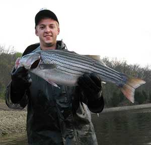 Man holding striped bass at Brookville Lake