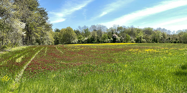 Field of clover