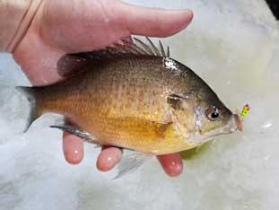 Sunfish in hand