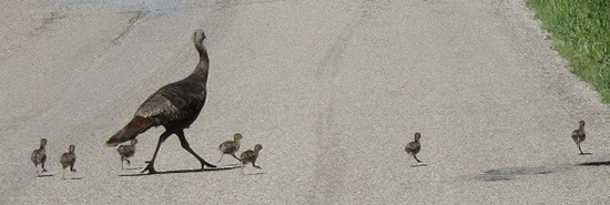 Turkey hen with poults