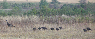 Turkey with poults in August. 