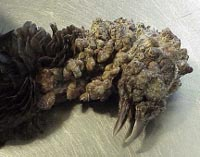 A turkey with avian pox overing it's head and face.