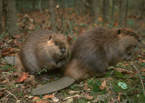 two beavers