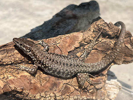 Wall Lizard