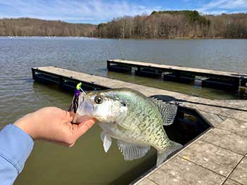White Crappie with lure
