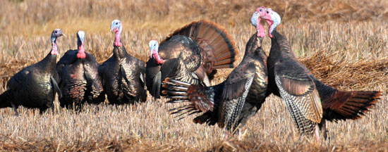 Two tom turkeys fighting