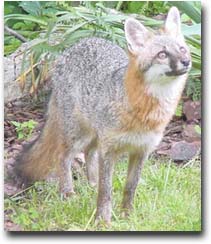 DNR: Fish & Wildlife: Gray Fox
