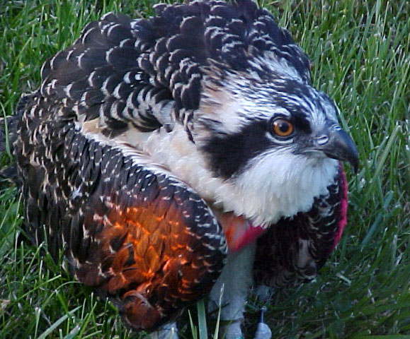 The ospreys are painted different colors to help biologists identify and track the ospreys after they are released. Photo by Scott Marshall.