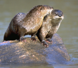 DNR: Fish & Wildlife: River Otter