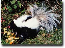 striped skunk