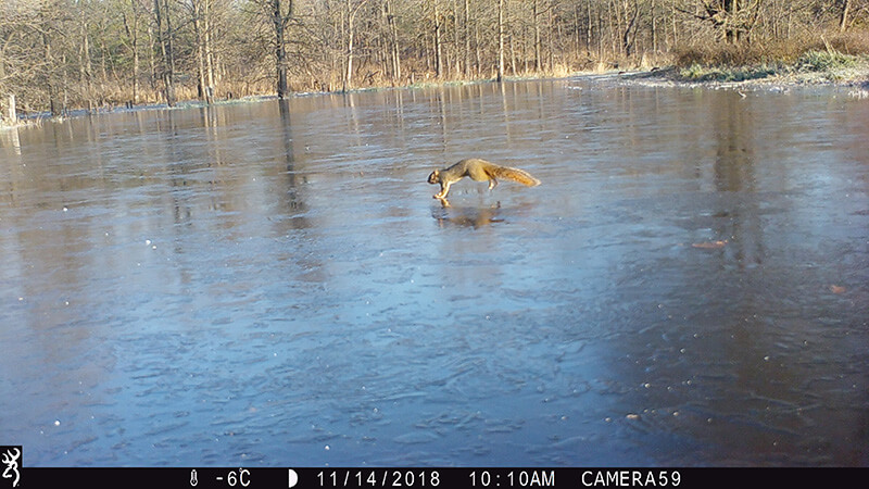 A fox squirrel runs across a frozen pond.