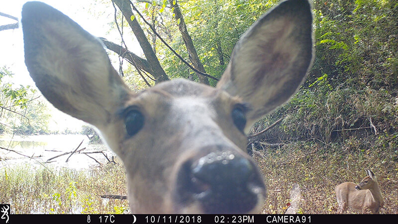 A white-tailed deer sticks its nose in the camera while another deer stands in the background.