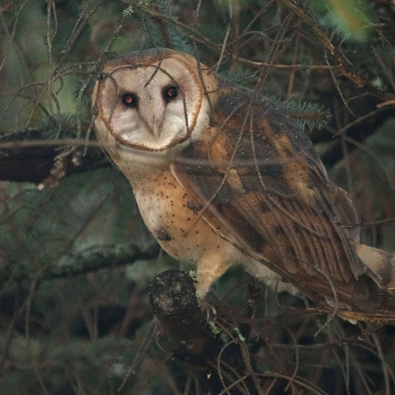 barn owl