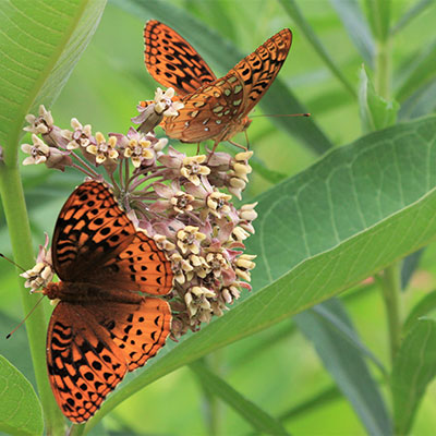 Butterfly on weed