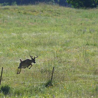 deer jumping fence in grasslands