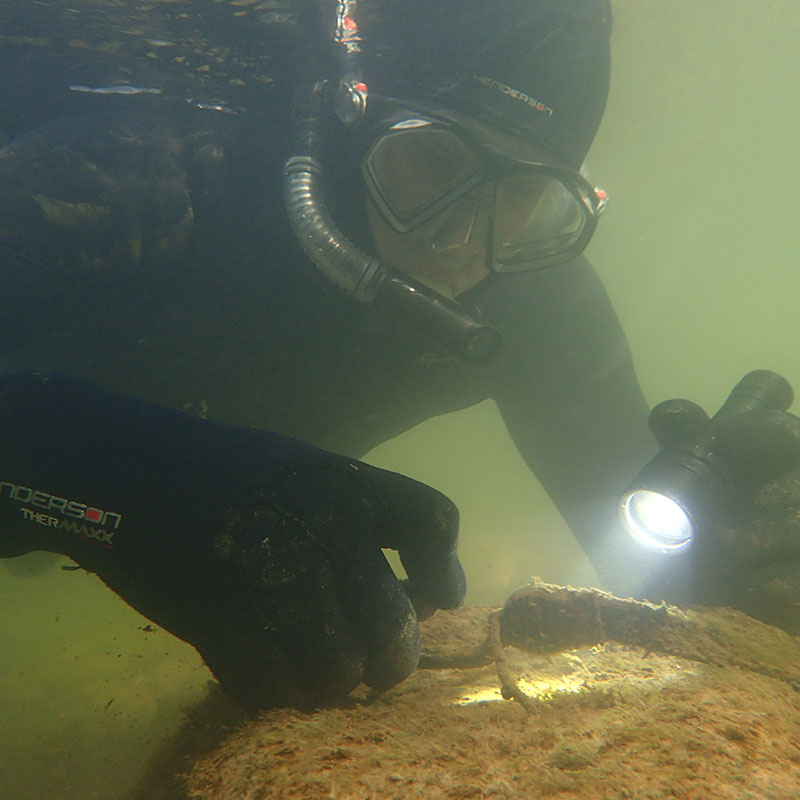 Diver examining hellbender in water