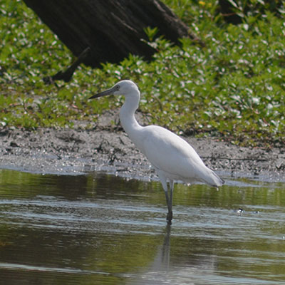 heron on water