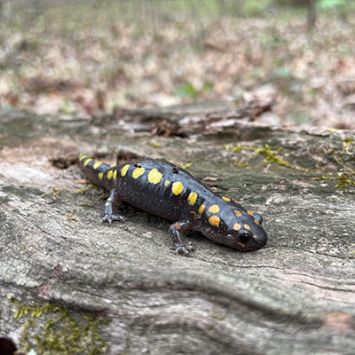salamander on rock