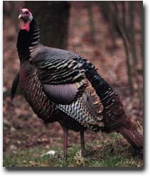 wild turkey