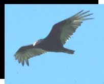 Turkey Vulture