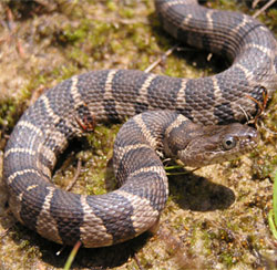 Dnr Common Watersnake