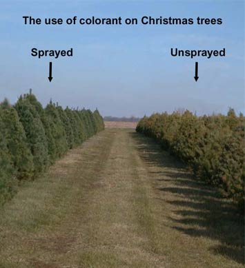 Colorant on Christmas trees