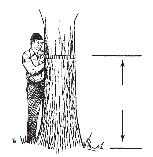 Measure tree circumference