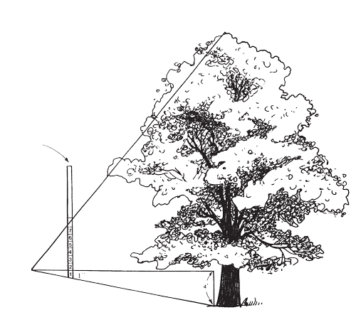 Measure tree height
