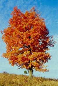 Tree in the Fall