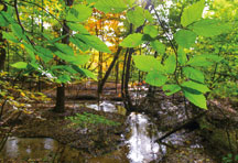 American beech tree leaves frame Reynolds Creek at Elizabeth McCloskey Reynolds Creek Ravines Nature Preserve in northwest Indiana.