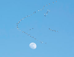 Lacey shot this photo of snow geese at Goose Pond Fish & Wildlife Area in February 2019 about an hour before sunset. One of many photographers there, she is thankful the geese crossed in front of the moon just when she looked up.