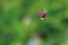 Daniel wanted to photograph a firefly for his best friend's wife, who lives in California and had never seen one. He went to his backyard, waited until dusk, and captured this image. Daniel owns his own photography business and works part time for the city of Lafayette.