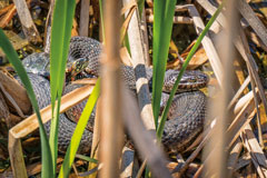 Denny was just trying for a photo of this common water snake when a painted turtle climbed aboard along a trail at Salomon Farm Park in Fort Wayne. He pursues photography as a retirement hobby. One of his goals was getting a shot in Outdoor Indiana. Mission accomplished.