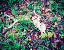Beau took this just outside Crawfordsville while foraging for mushrooms during a wet early morning. The rain had just stopped when he noticed this deer skull next to a morel mushroom. An avid outdoorsman, Beau loves learning primitive survival skills and hiking Turkey Run State Park. 