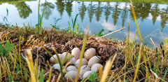 Leondia waited for weeks for the mallard at this nest to leave so she could get a photo. She finally got her chance, shooting while operating her mowing business. She said watching the ducklings grow made her look forward to going to the property every week to mow. 