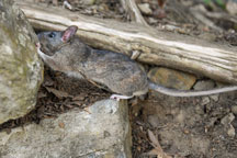 An Allegheny woodrat scampers back to cliffs near the Ohio River after release by DNR biologists who assessed its overall health, took measurements, and applied a device to track it. (Frank Oliver photo)
  