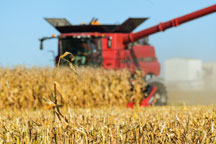 Popcorn being harvested during fall in the Pulaski County fields surrounding Francesville in northern Indiana, home of Gutwein Gourmet Popping Corn. The Gutwein family started its popcorn business in 1998.