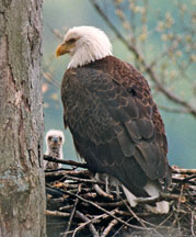 Bald eagle with eaglet
        