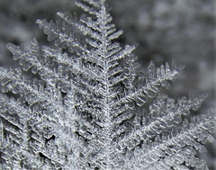 Alan snapped this photo in his backyard pond. Afterward, pads of ice were frozen to his knees from getting the proper angle, but he says it was worth it. Alan is a retired art teacher who does history research for the Friends of Ouabache State Park. 