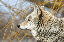 This coyote has its full winter coat for warmth; it resides at Wolf Park near Battle Ground.