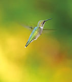 A young male ruby-throated hummingbird hovers near a feeder in late summer. 